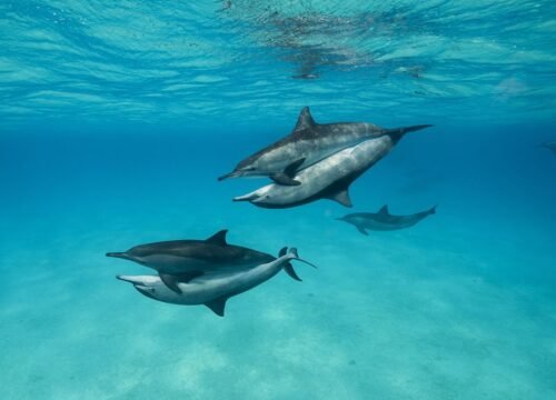 Dolphin House Ausflug