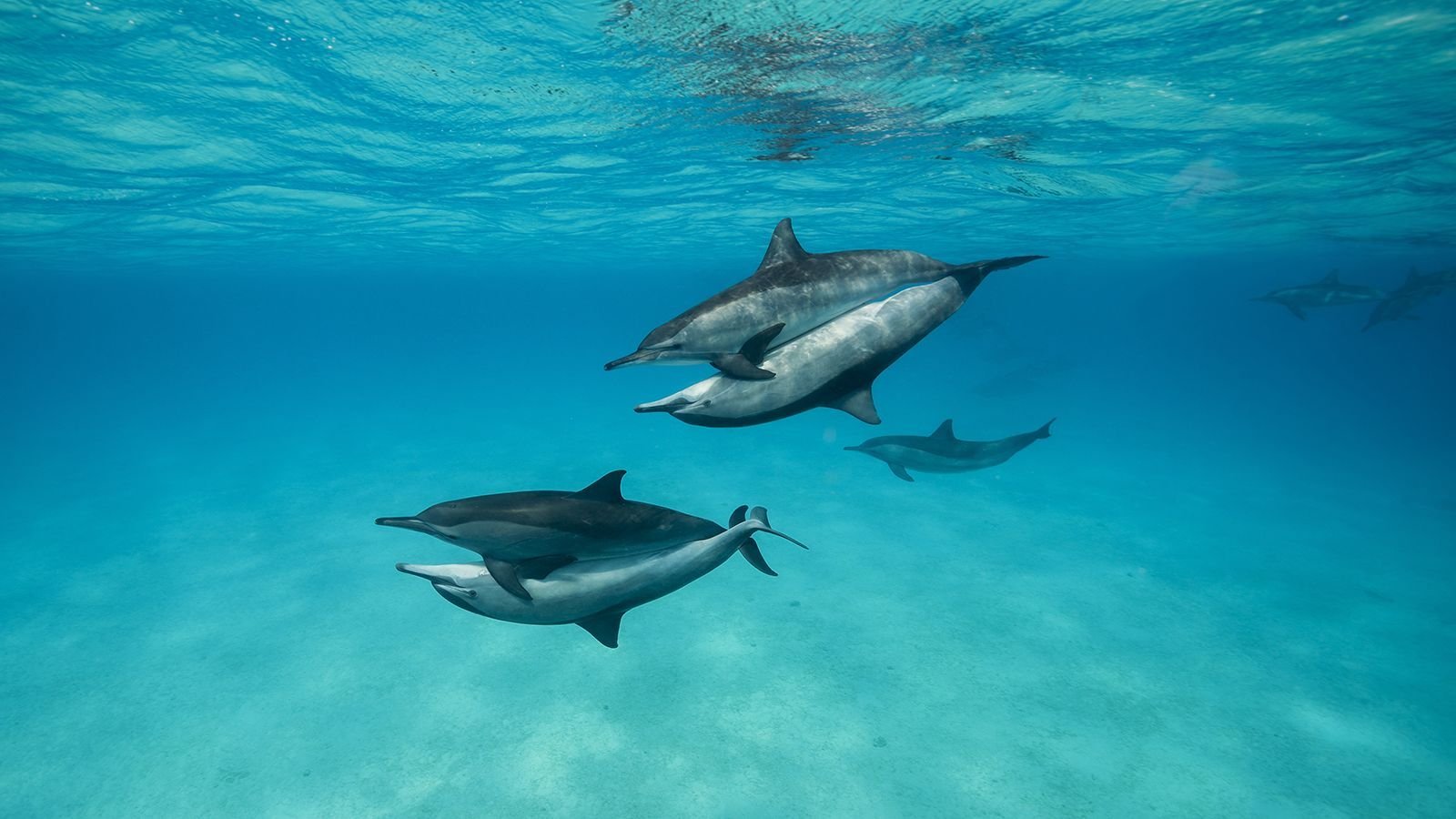 Dolphin House Ausflug