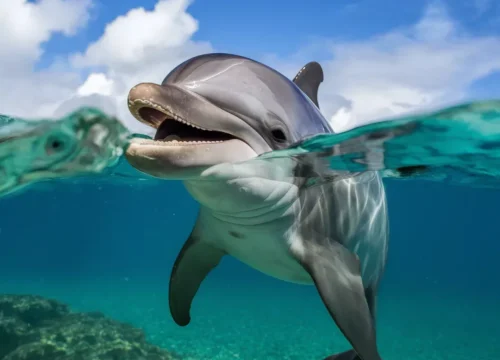 Sataya Dolphin Reef – Ein unvergesslicher Tagesausflug ab Marsa Alam mit Orions Tours