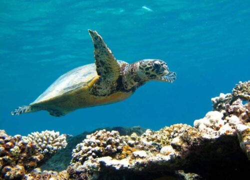 Abu Dabbab Schnorchel-Ausflug ab Hurghada & Marsa Alam – Schwimmt mit Schildkröten & Dugong