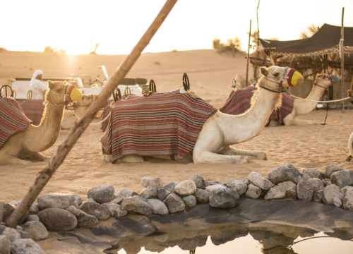 Authentische Begegnungen mit Beduinen: Kultur, Tradition und Wüstenerlebnis