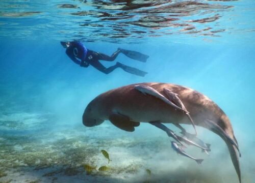 Marsa Mubarak – Schnorchelabenteuer im Paradies von Marsa Alam