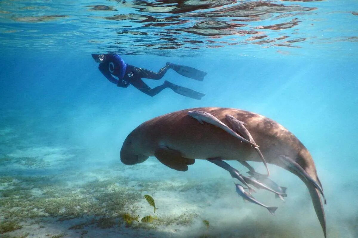 Marsa Mubarak – Schnorchelabenteuer im Paradies von Marsa Alam