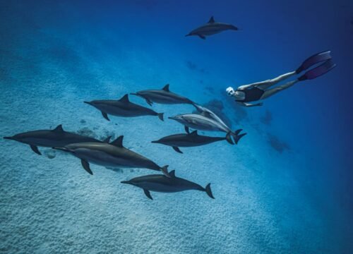 Privates Speedboot zum Delfinhaus