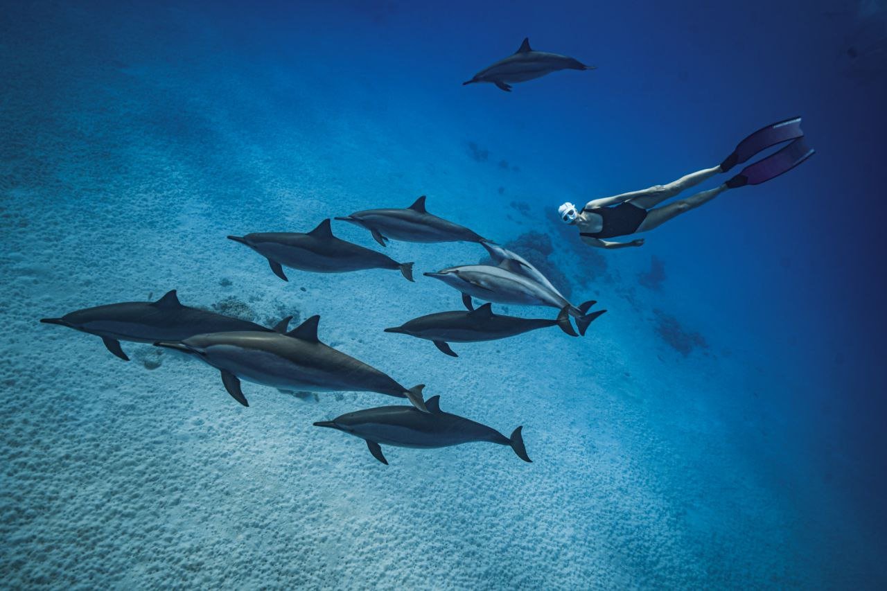 Privates Speedboot zum Delfinhaus